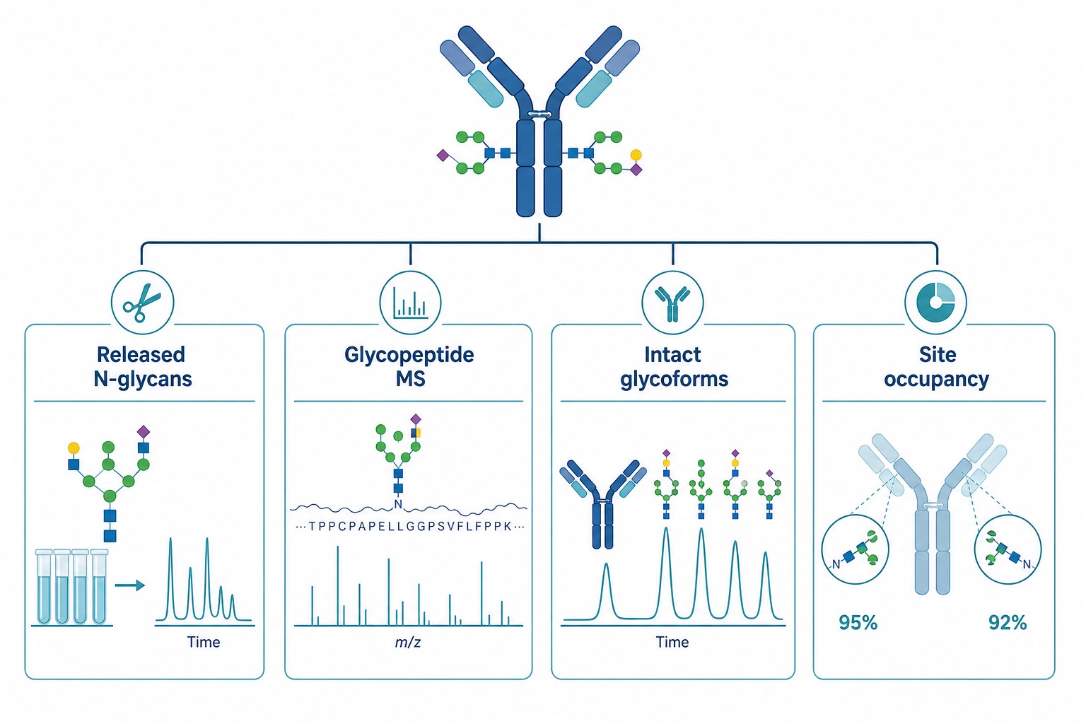 Key analytical methods for biotherapeutic antibody glycosylation analysis including released N-glycans glycopeptide MS intact glycoforms and site occupancy Key analytical methods for biotherapeutic antibody glycosylation analysis including released N-glycans glycopeptide MS intact glycoforms and site occupancy