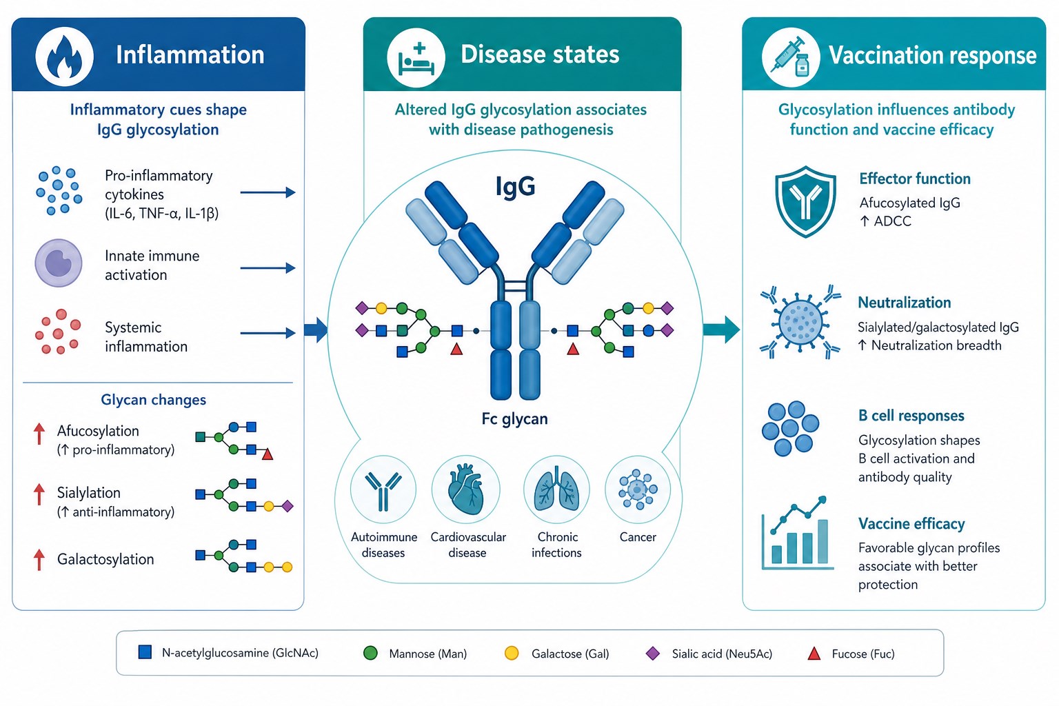 Antibody glycosylation in inflammation disease and vaccination across immune activation pathological states and post-vaccine responses