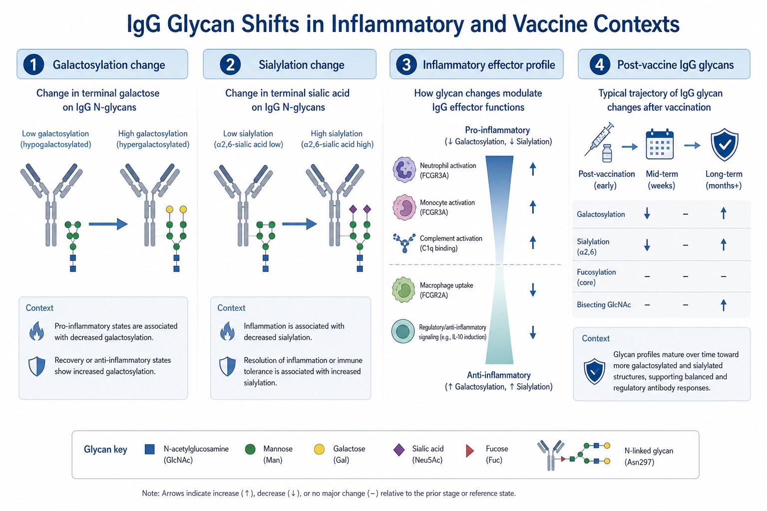 IgG glycan shifts in inflammation disease and vaccination including galactosylation sialylation and inflammatory effector profiles