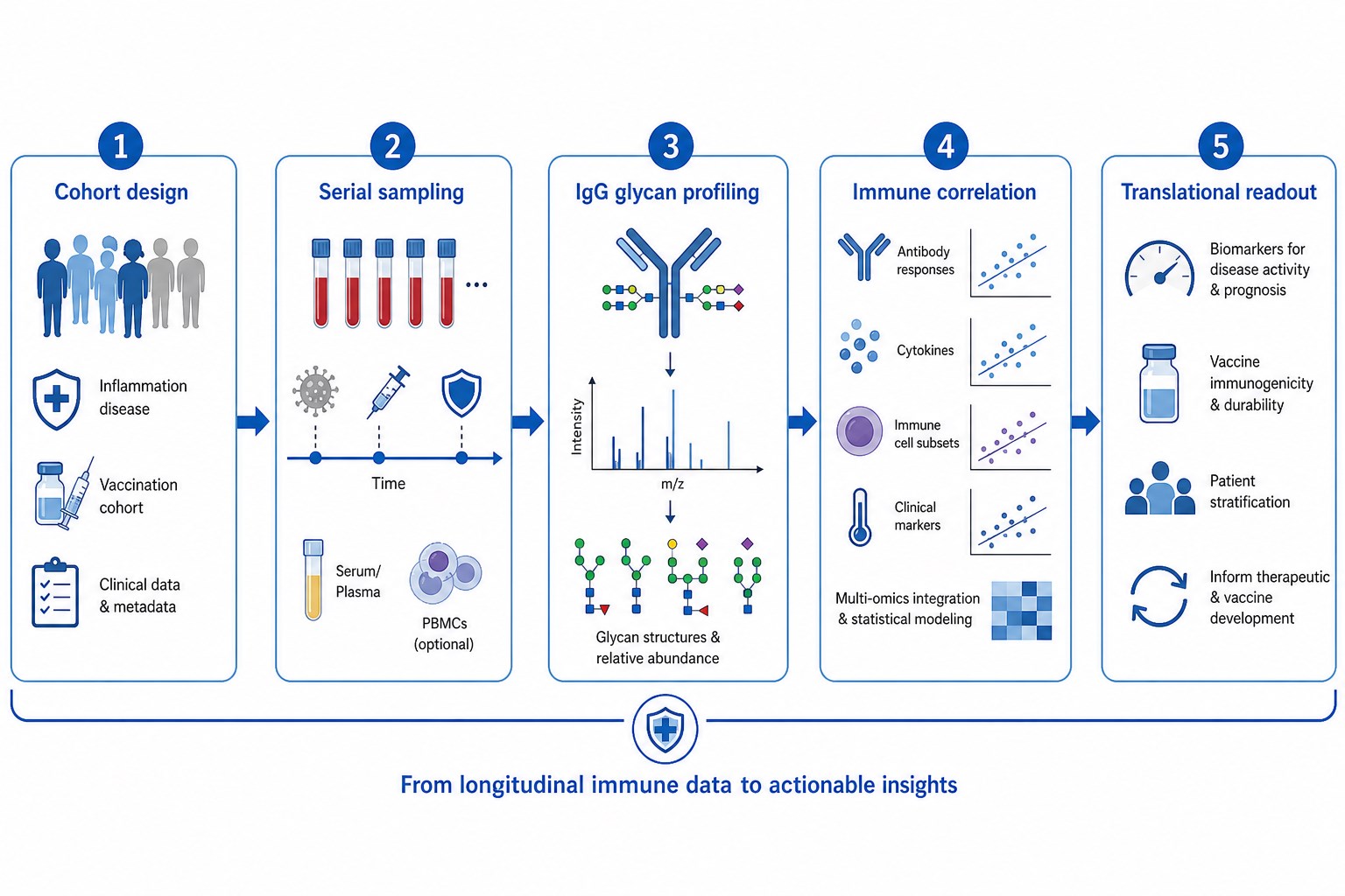 Research workflow for antibody glycosylation in inflammation disease and vaccination from cohort design through glycan profiling and translational readout