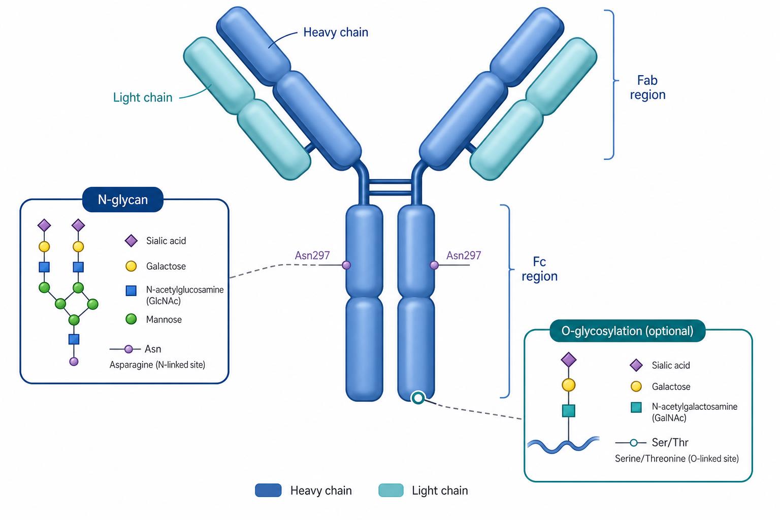 Schematic of antibody glycosylation showing N-linked glycans on the Fc region and the concept of glycoform heterogeneity on therapeutic antibodies