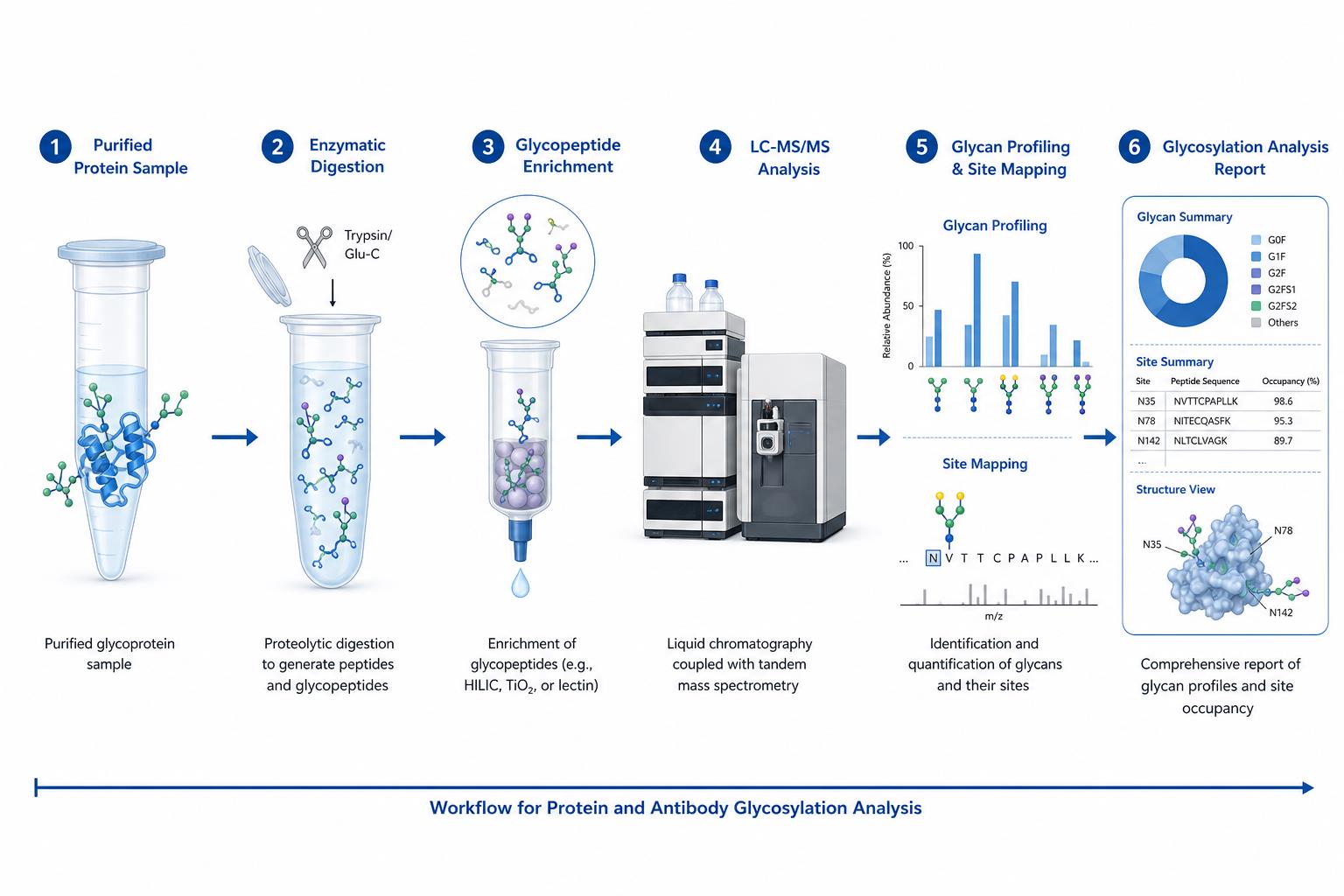 Standard glycosylation analysis workflow from purified protein through digestion enrichment LC-MS/MS and glycan site profiling report
