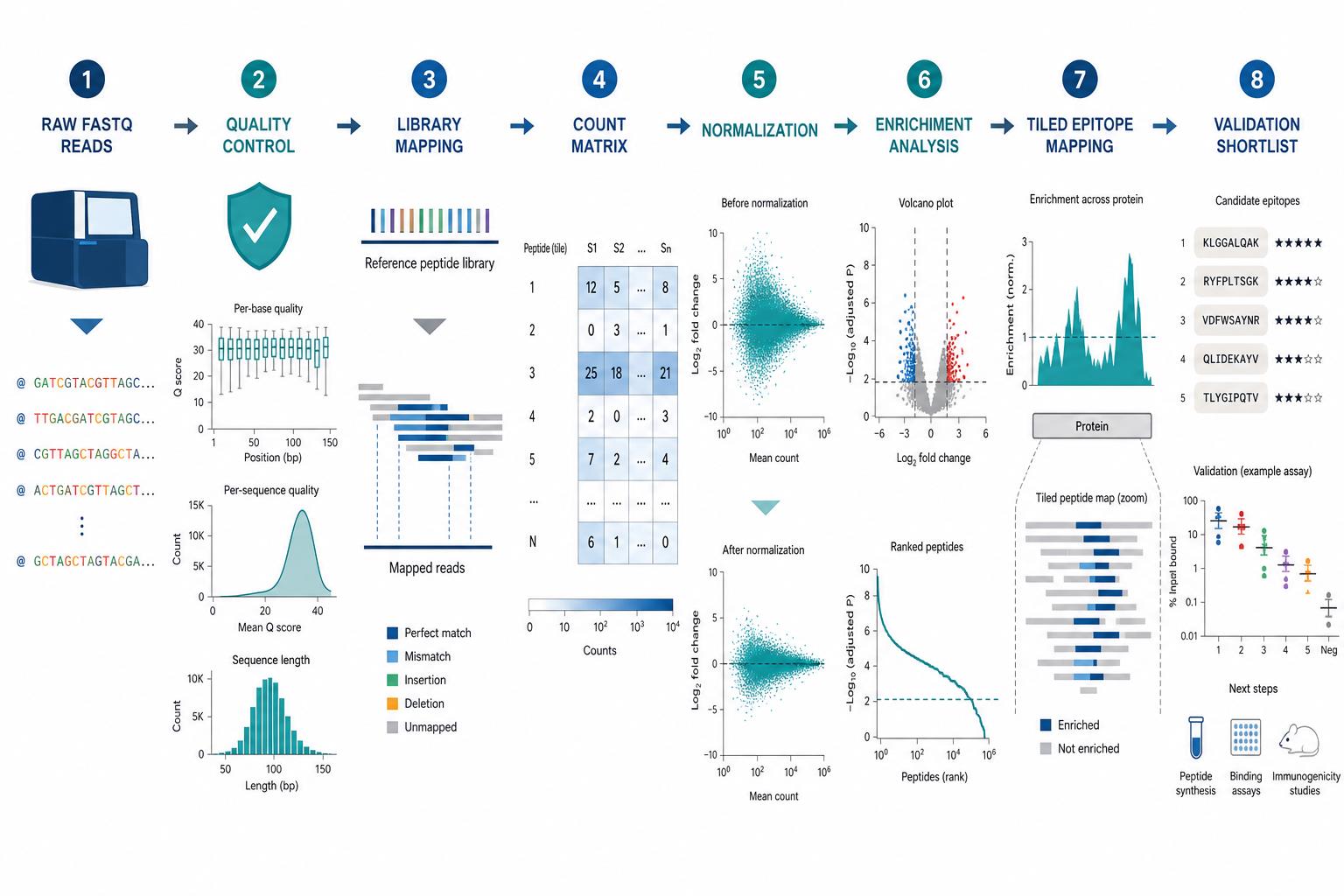 PhIP-Seq raw data analysis workflow from read quality control and mapping through enrichment analysis to epitope identification PhIP-Seq raw data analysis workflow from read quality control and mapping through enrichment analysis to epitope identification