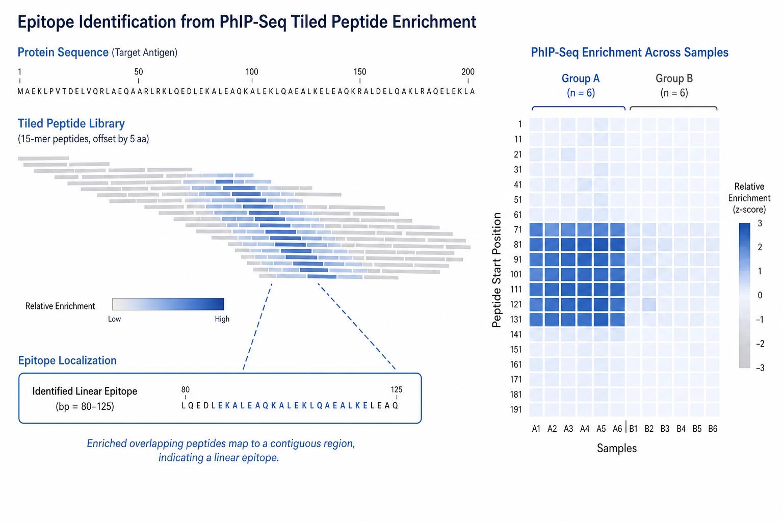 Tiled peptide enrichment mapping for linear epitope identification from PhIP-Seq data across overlapping peptide regions Tiled peptide enrichment mapping for linear epitope identification from PhIP-Seq data across overlapping peptide regions