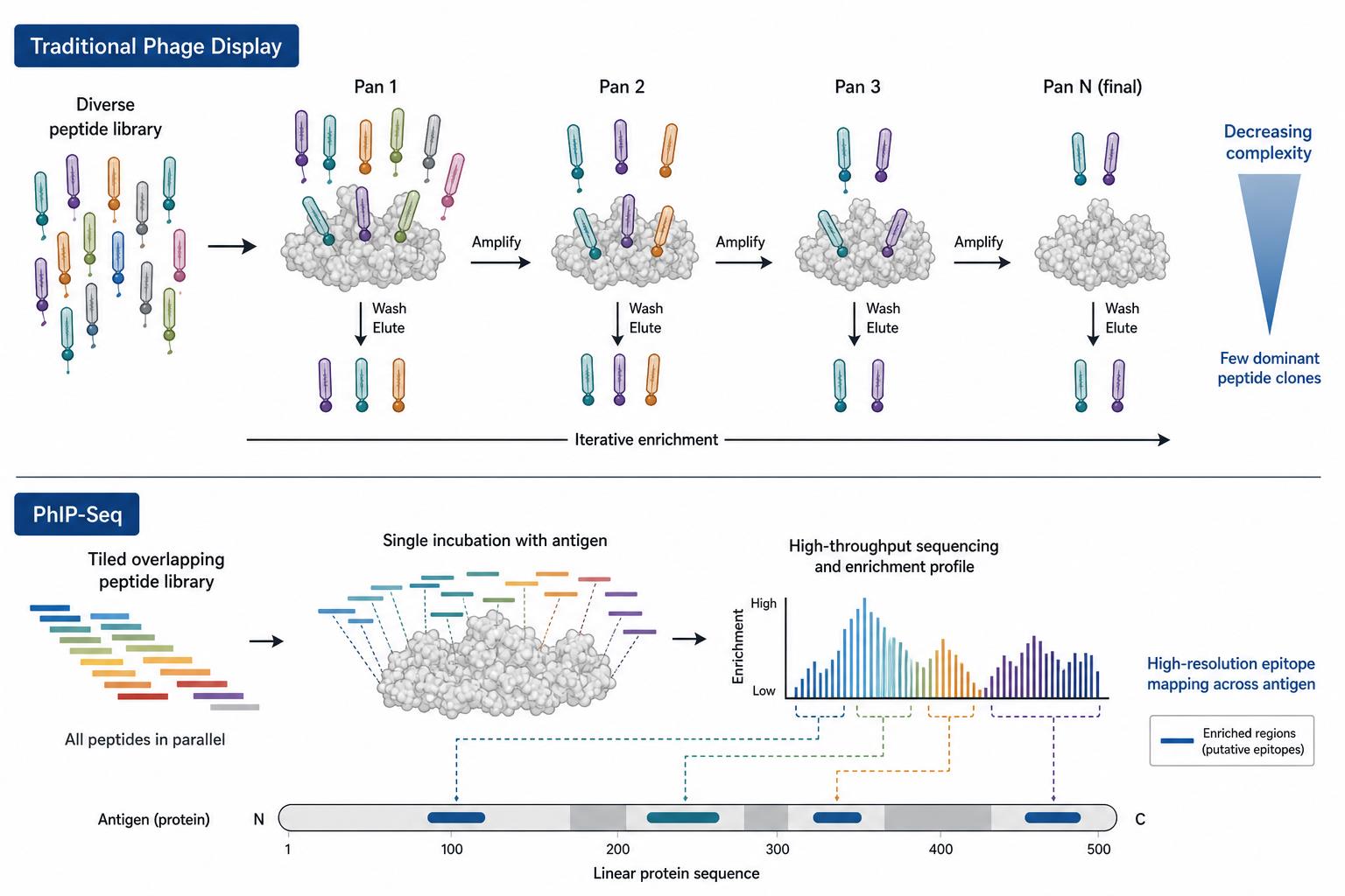 Comparison of epitope mapping resolution between iterative phage display clone enrichment and parallel PhIP-Seq tiled peptide enrichment Comparison of epitope mapping resolution between iterative phage display clone enrichment and parallel PhIP-Seq tiled peptide enrichment