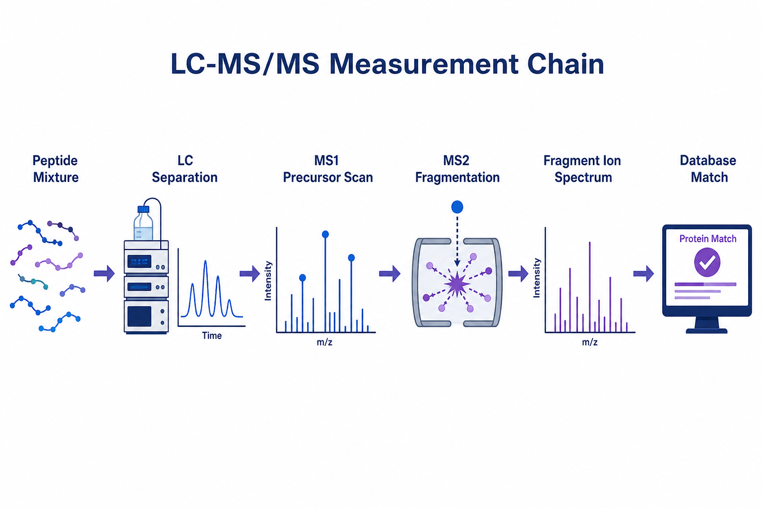 LC-MS/MS measurement chain in bottom-up proteomics from peptide separation through precursor selection, fragmentation, and database matching LC-MS/MS measurement chain in bottom-up proteomics from peptide separation through precursor selection, fragmentation, and database matching
