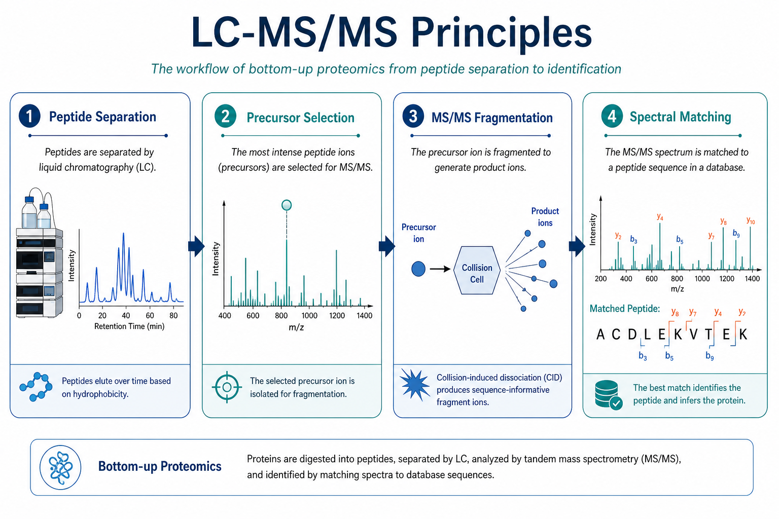LC-MS/MS principles in bottom-up proteomics showing peptide separation, precursor fragmentation, spectral matching, and protein inference LC-MS/MS principles in bottom-up proteomics showing peptide separation, precursor fragmentation, spectral matching, and protein inference