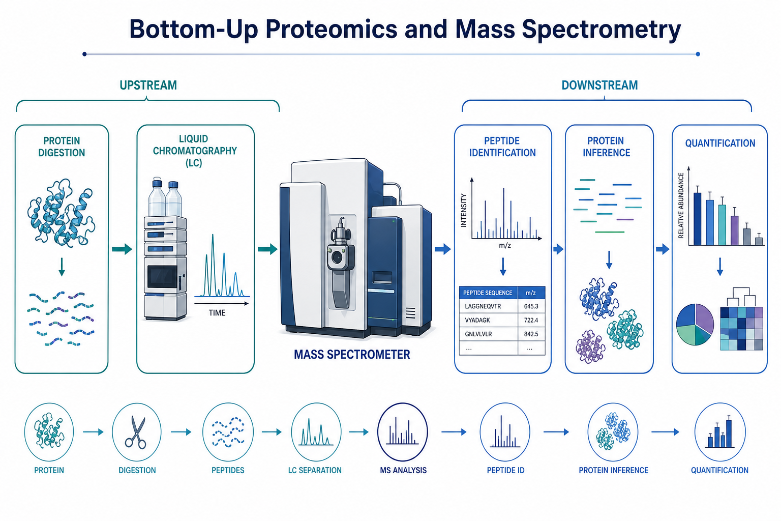 Overview of bottom-up proteomics using mass spectrometry from protein digestion through LC-MS/MS to peptide identification and quantification Overview of bottom-up proteomics using mass spectrometry from protein digestion through LC-MS/MS to peptide identification and quantification