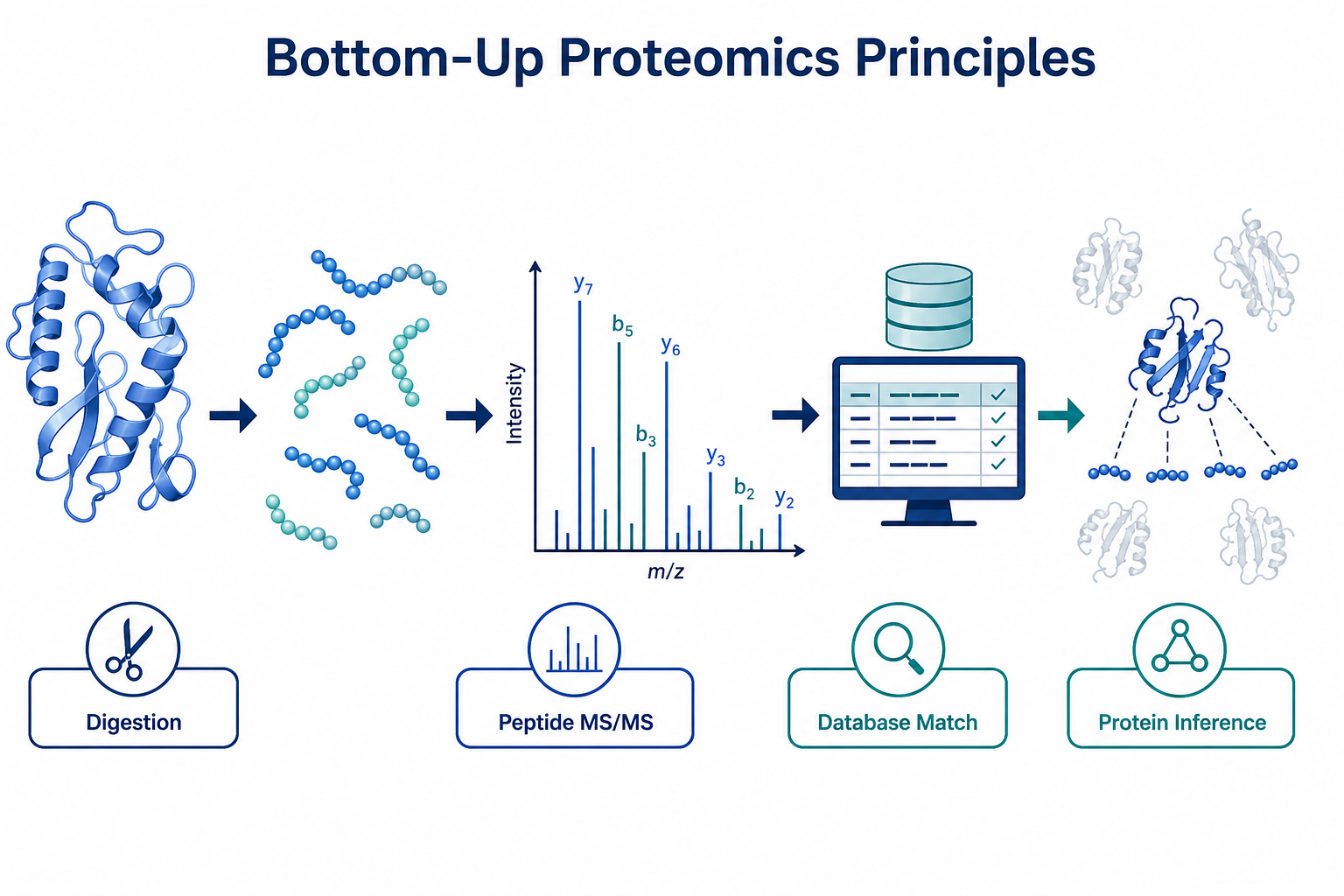 Core principles of bottom-up proteomics from protein digestion through peptide MS/MS to database matching and protein inference Core principles of bottom-up proteomics from protein digestion through peptide MS/MS to database matching and protein inference