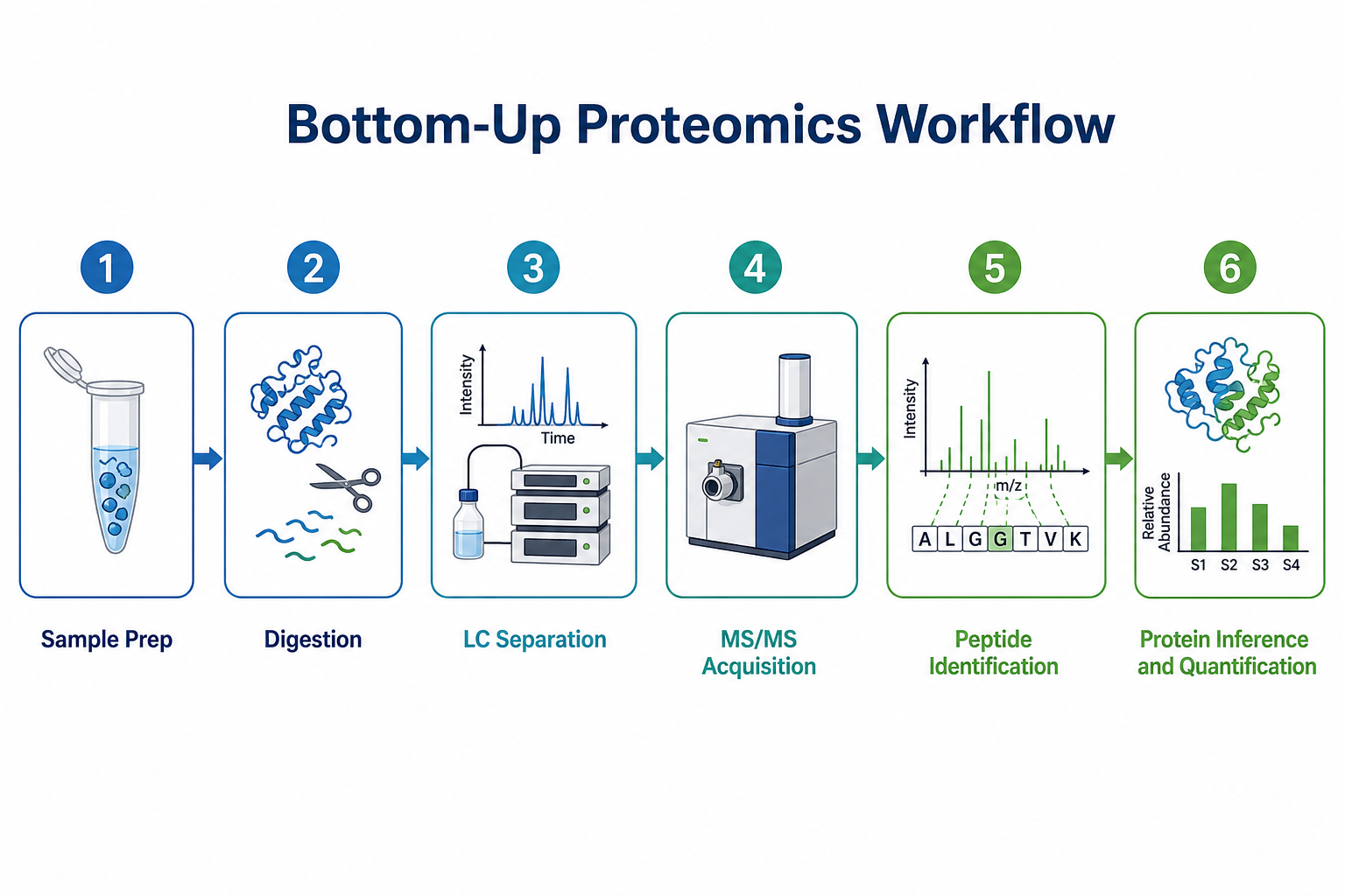 Standard bottom-up proteomics workflow from sample preparation through digestion, LC-MS/MS, identification, and quantification Standard bottom-up proteomics workflow from sample preparation through digestion, LC-MS/MS, identification, and quantification