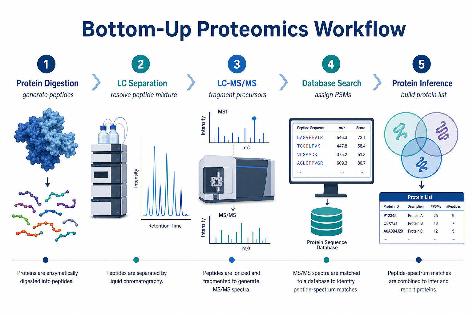 Bottom-up proteomics workflow overview for protein analysis from protein digestion through LC-MS/MS, database search, and protein identification Bottom-up proteomics workflow overview for protein analysis from protein digestion through LC-MS/MS, database search, and protein identification