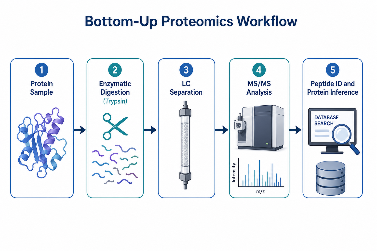 Bottom-up proteomics workflow from protein digestion through LC-MS/MS to peptide identification and protein inference Bottom-up proteomics workflow from protein digestion through LC-MS/MS to peptide identification and protein inference