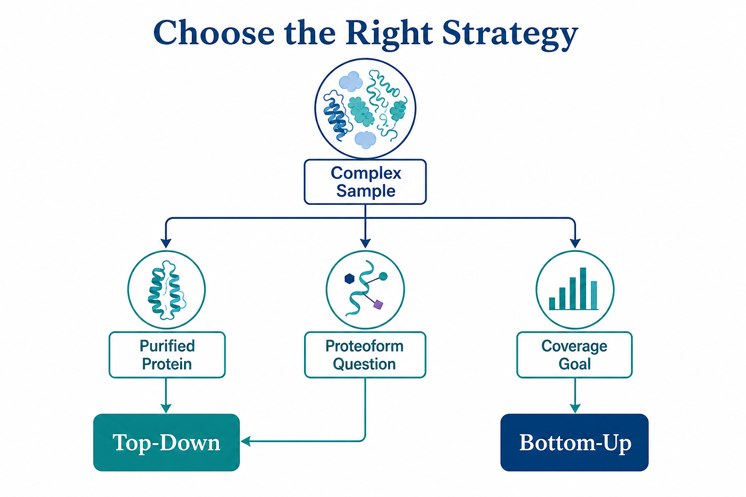 Decision guide for choosing bottom-up or top-down proteomics for protein characterization based on sample purity and reporting goal Decision guide for choosing bottom-up or top-down proteomics for protein characterization based on sample purity and reporting goal