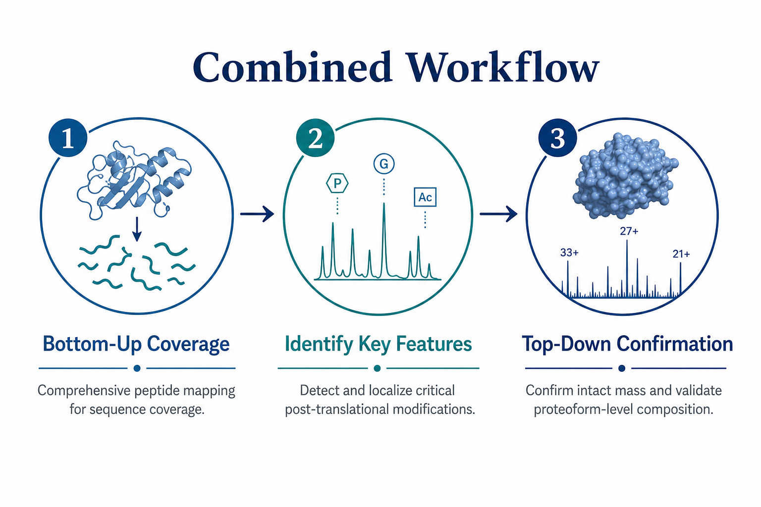 Combined bottom-up and top-down proteomics workflow for protein characterization using peptide coverage first and intact proteoform confirmation second Combined bottom-up and top-down proteomics workflow for protein characterization using peptide coverage first and intact proteoform confirmation second