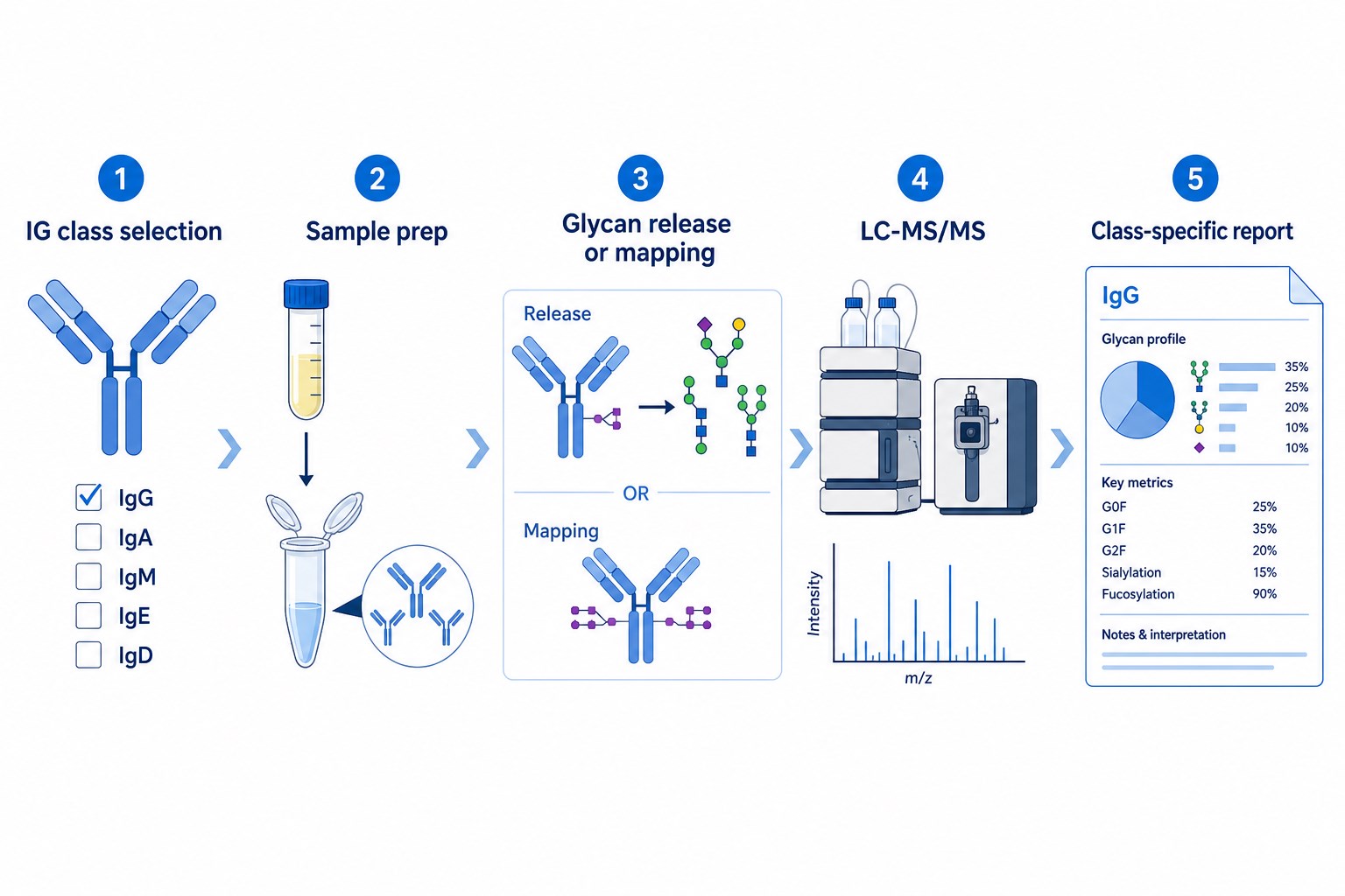 Workflow for immunoglobulin glycosylation analysis from immunoglobulin class selection through glycan profiling and class-specific reporting Workflow for immunoglobulin glycosylation analysis from immunoglobulin class selection through glycan profiling and class-specific reporting