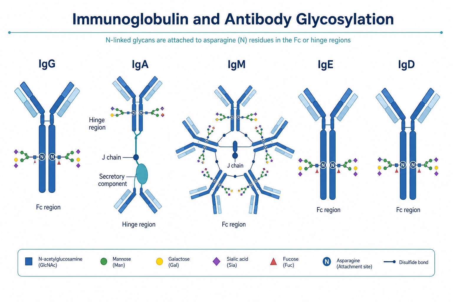 Glycosylation across immunoglobulin classes including IgG IgA IgM IgE and IgD with class-specific glycan locations Glycosylation across immunoglobulin classes including IgG IgA IgM IgE and IgD with class-specific glycan locations
