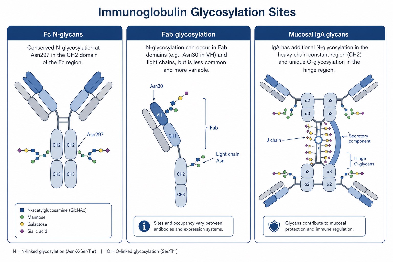 Immunoglobulin glycosylation sites including Fc N-glycans Fab-associated glycosylation and mucosal IgA glycan features Immunoglobulin glycosylation sites including Fc N-glycans Fab-associated glycosylation and mucosal IgA glycan features