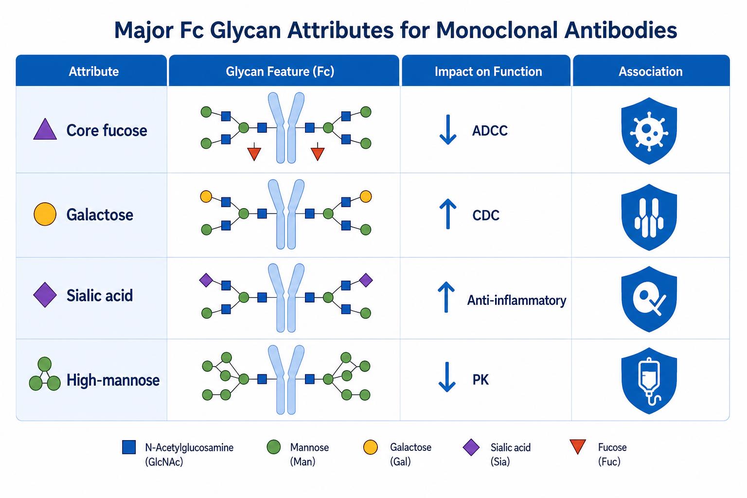 Major Fc glycan attributes monitored during monoclonal antibody glycan profiling including core fucose galactose sialic acid and high-mannose Major Fc glycan attributes monitored during monoclonal antibody glycan profiling including core fucose galactose sialic acid and high-mannose