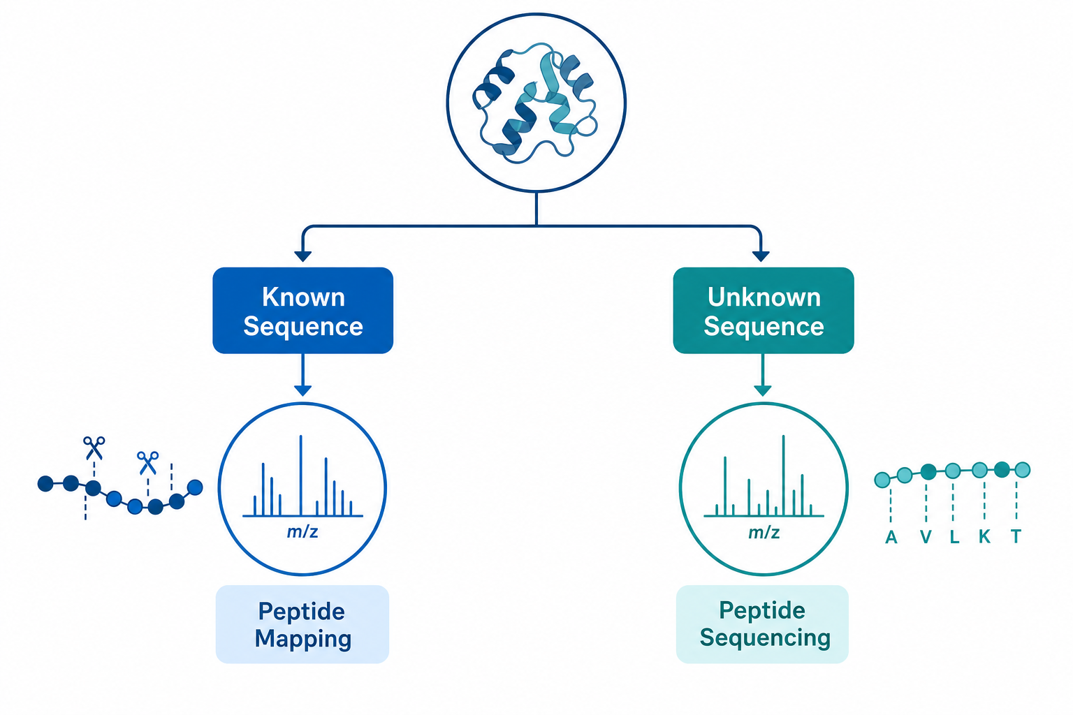 Decision guide for choosing peptide mapping or peptide sequencing based on reference sequence availability and study goal Decision guide for choosing peptide mapping or peptide sequencing based on reference sequence availability and study goal