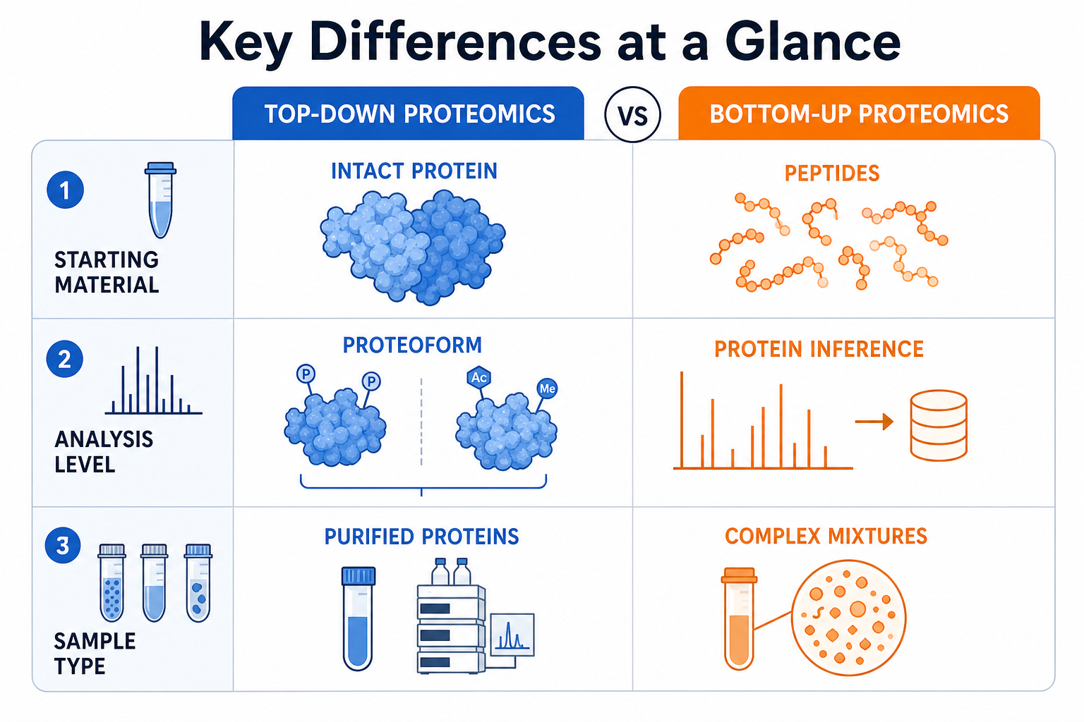 Key differences between top-down and bottom-up proteomics across starting material, structural context, and typical outputs Key differences between top-down and bottom-up proteomics across starting material, structural context, and typical outputs