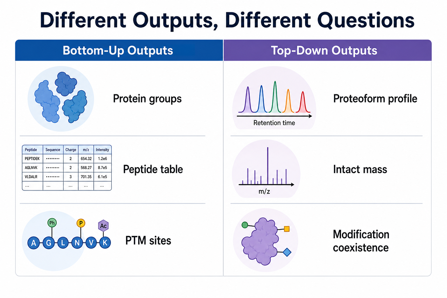 Different outputs from bottom-up and top-down proteomics including protein groups, peptide tables, proteoform profiles, and intact mass data Different outputs from bottom-up and top-down proteomics including protein groups, peptide tables, proteoform profiles, and intact mass data