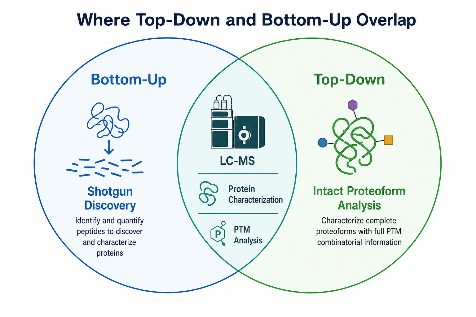 Overlap and distinct zones of bottom-up and top-down proteomics in protein characterization workflows Overlap and distinct zones of bottom-up and top-down proteomics in protein characterization workflows