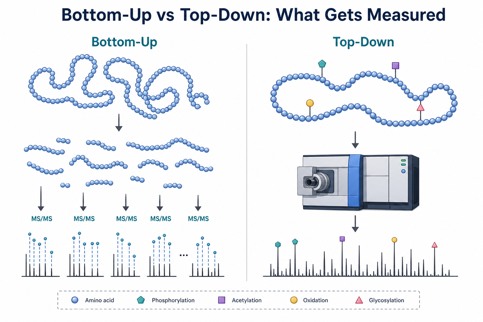 Molecular comparison of bottom-up peptide measurement versus top-down intact protein measurement in proteomics Molecular comparison of bottom-up peptide measurement versus top-down intact protein measurement in proteomics