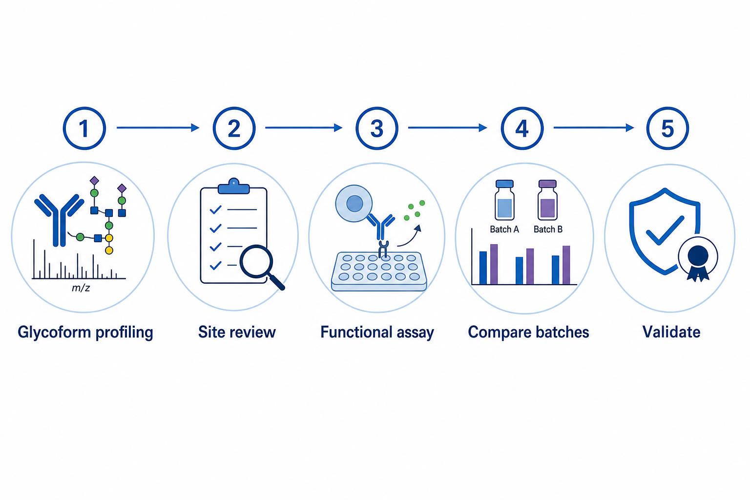 Workflow linking antibody glycosylation profiling to functional assay planning and comparability interpretation Workflow linking antibody glycosylation profiling to functional assay planning and comparability interpretation