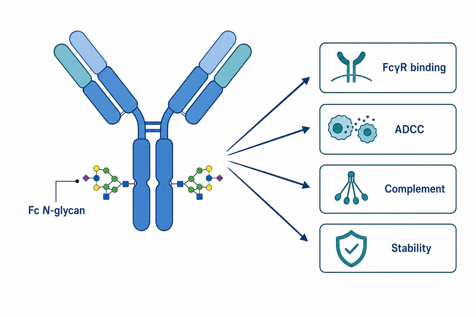 Schematic linking antibody Fc glycosylation to functional outcomes including Fc receptor binding ADCC complement activation and stability Schematic linking antibody Fc glycosylation to functional outcomes including Fc receptor binding ADCC complement activation and stability