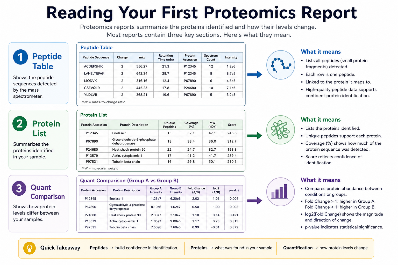 How beginners can read a first proteomics report across peptide evidence protein lists and quantitative comparisons