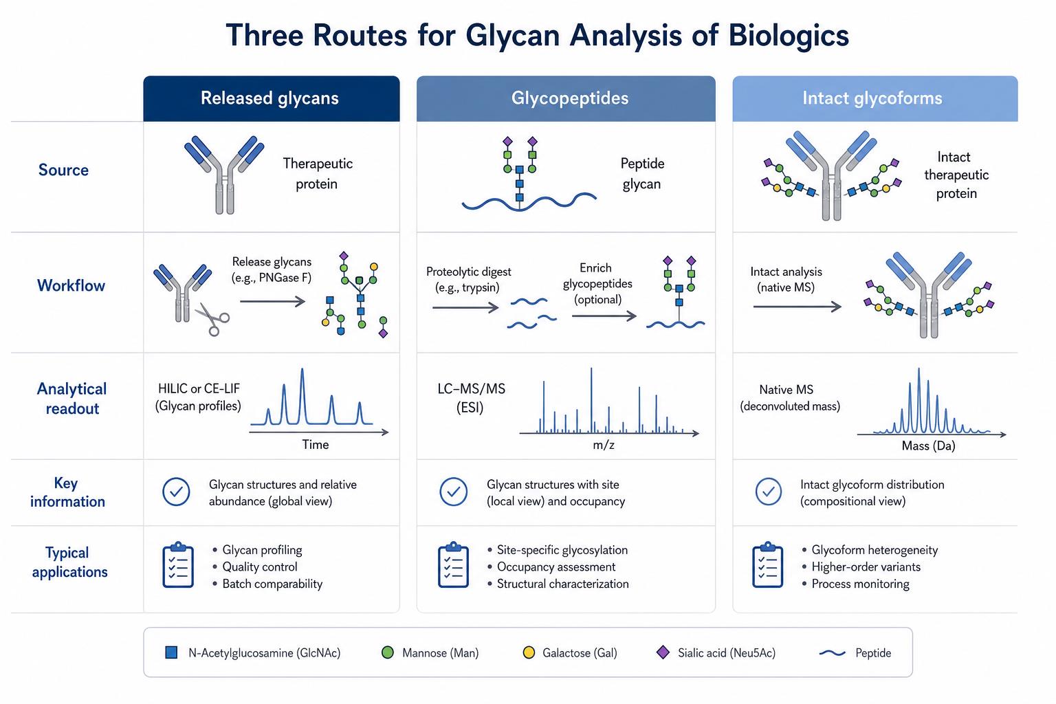 Three glycan analysis routes for biologic therapeutics including released glycan profiling glycopeptide LC-MS/MS and intact glycoform analysis Three glycan analysis routes for biologic therapeutics including released glycan profiling glycopeptide LC-MS/MS and intact glycoform analysis
