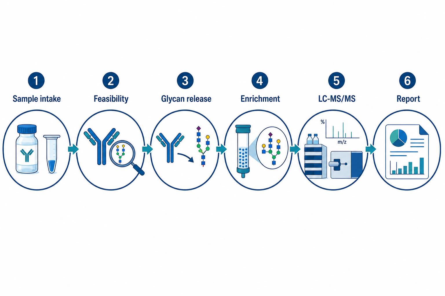 Step-by-step glycan analysis workflow for biologic therapeutics from sample intake through feasibility release enrichment LC-MS/MS and reporting Step-by-step glycan analysis workflow for biologic therapeutics from sample intake through feasibility release enrichment LC-MS/MS and reporting