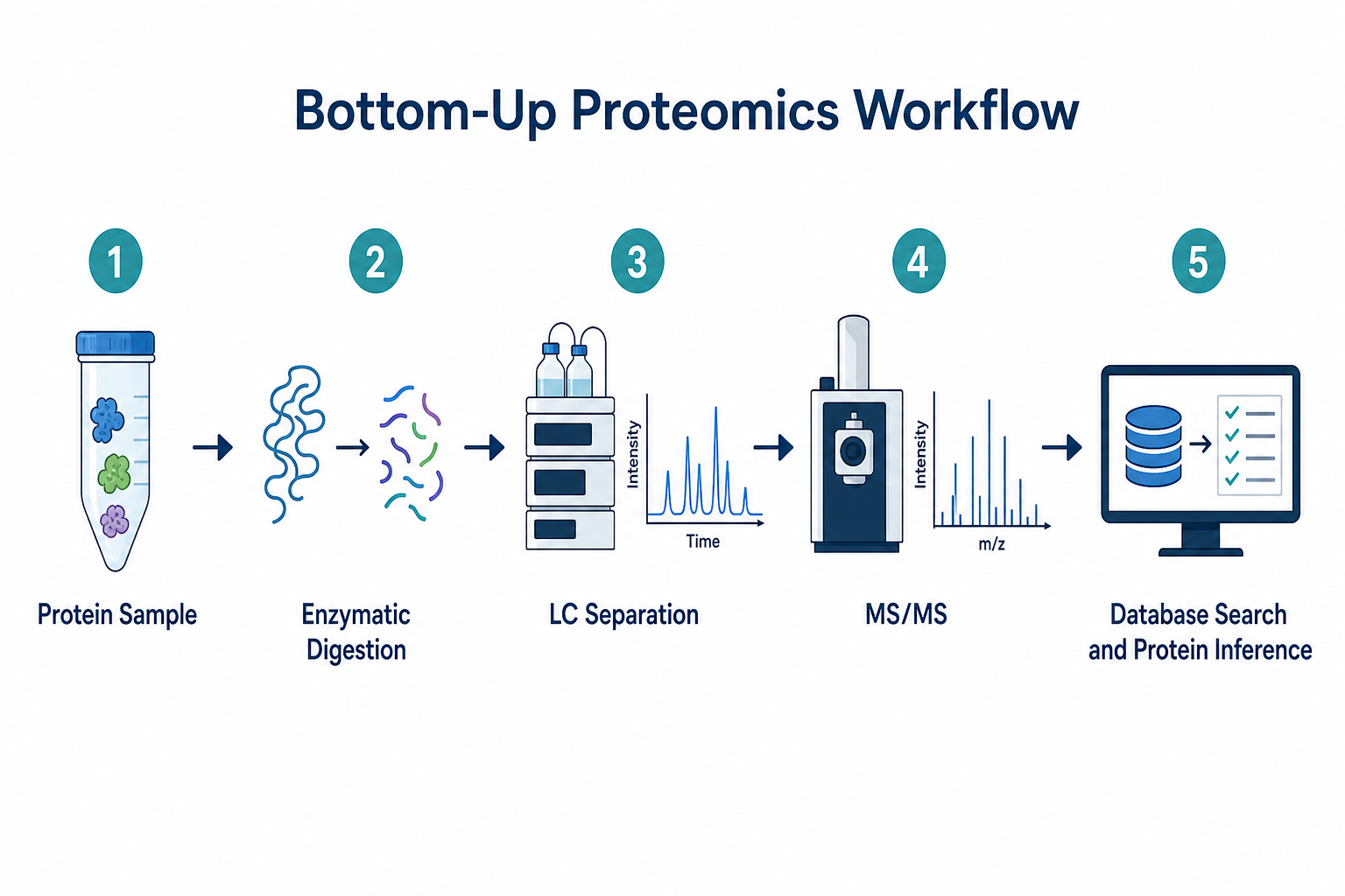 Bottom-up proteomics workflow from protein digestion through LC-MS/MS to database search and protein inference Bottom-up proteomics workflow from protein digestion through LC-MS/MS to database search and protein inference