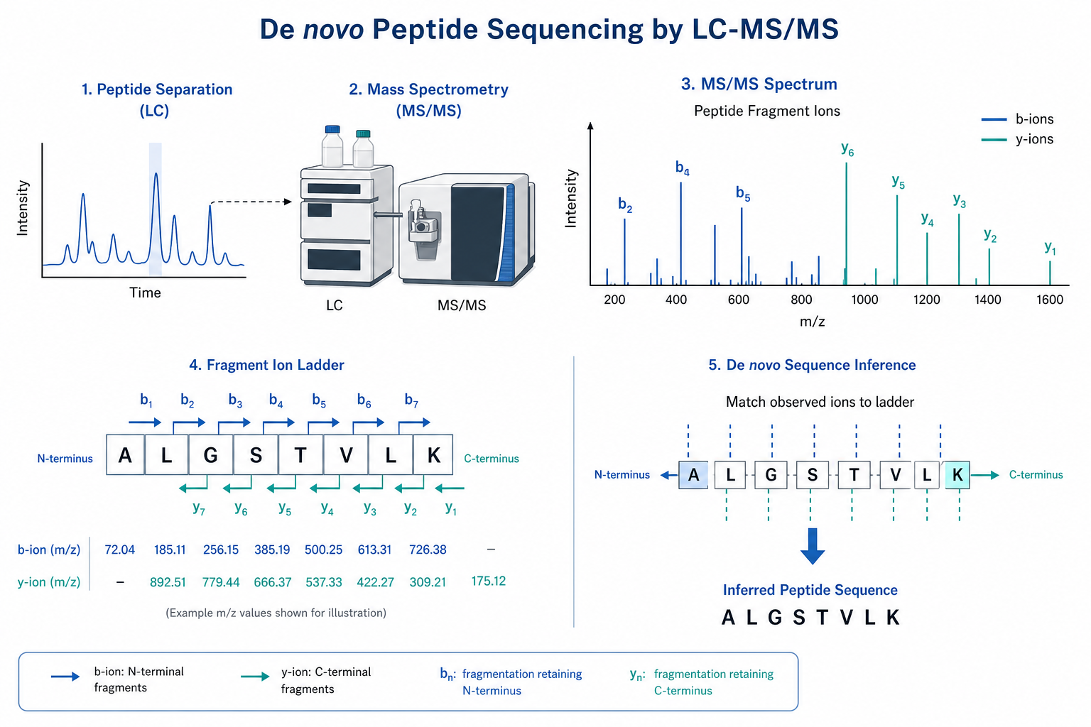 De novo peptide sequencing principle showing LC-MS/MS peptide fragmentation with b-ion and y-ion ladders used to infer amino acid sequence order De novo peptide sequencing principle showing LC-MS/MS peptide fragmentation with b-ion and y-ion ladders used to infer amino acid sequence order