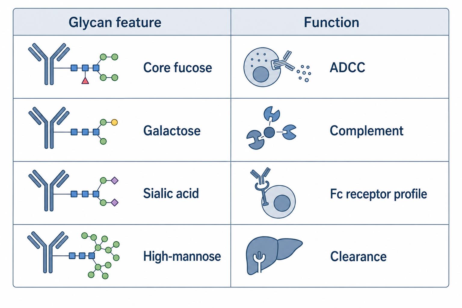 Comparison of major Fc glycan features such as fucosylation galactosylation sialylation and high-mannose with linked antibody functional effects Comparison of major Fc glycan features such as fucosylation galactosylation sialylation and high-mannose with linked antibody functional effects