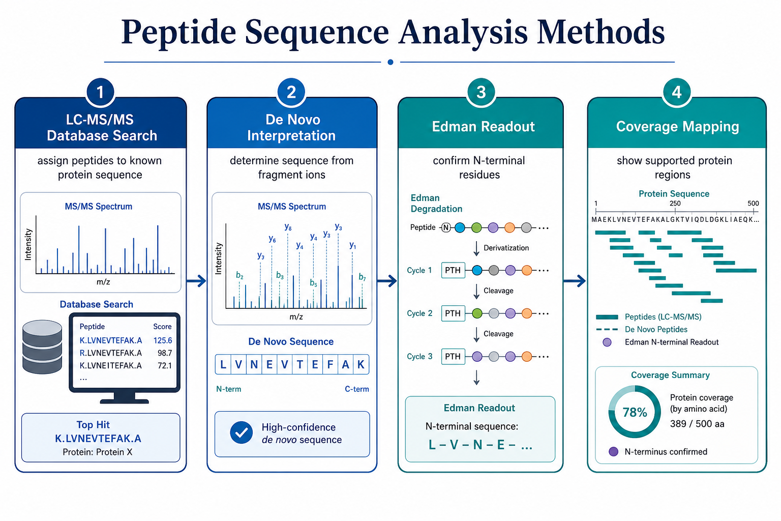 Peptide sequence analysis methods overview for protein research including digestion, LC-MS/MS, database search, de novo interpretation, and Edman confirmation Peptide sequence analysis methods overview for protein research including digestion, LC-MS/MS, database search, de novo interpretation, and Edman confirmation