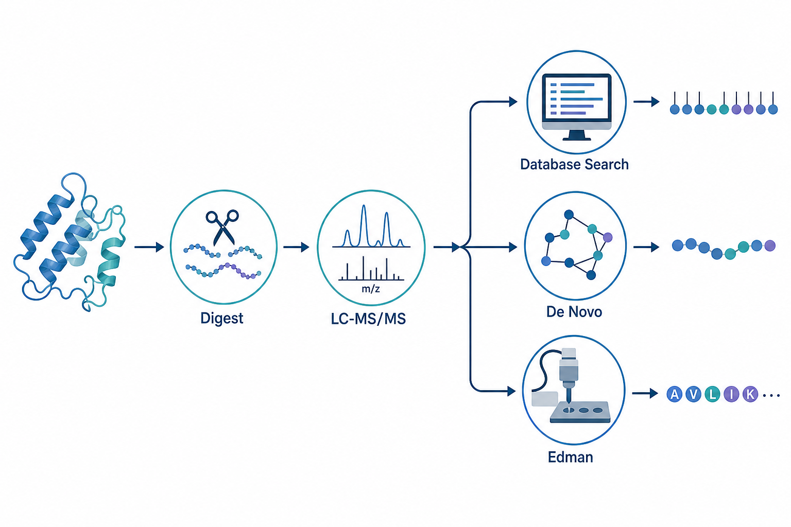 Proteomics peptide sequencing methods overview showing bottom-up LC-MS/MS, database search, de novo sequencing, and Edman confirmation routes