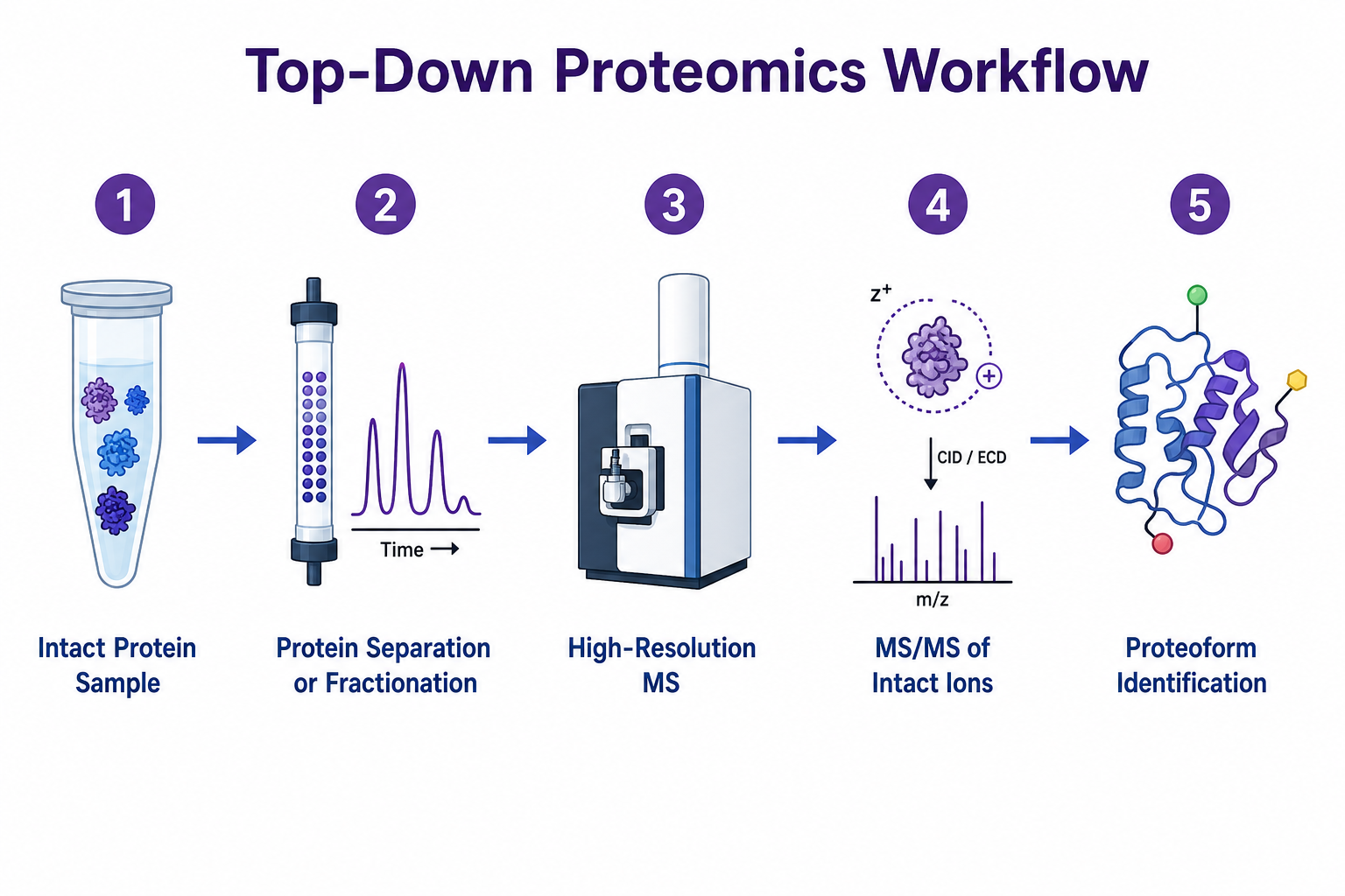 Top-down proteomics workflow from intact protein separation through high-resolution MS to proteoform identification Top-down proteomics workflow from intact protein separation through high-resolution MS to proteoform identification