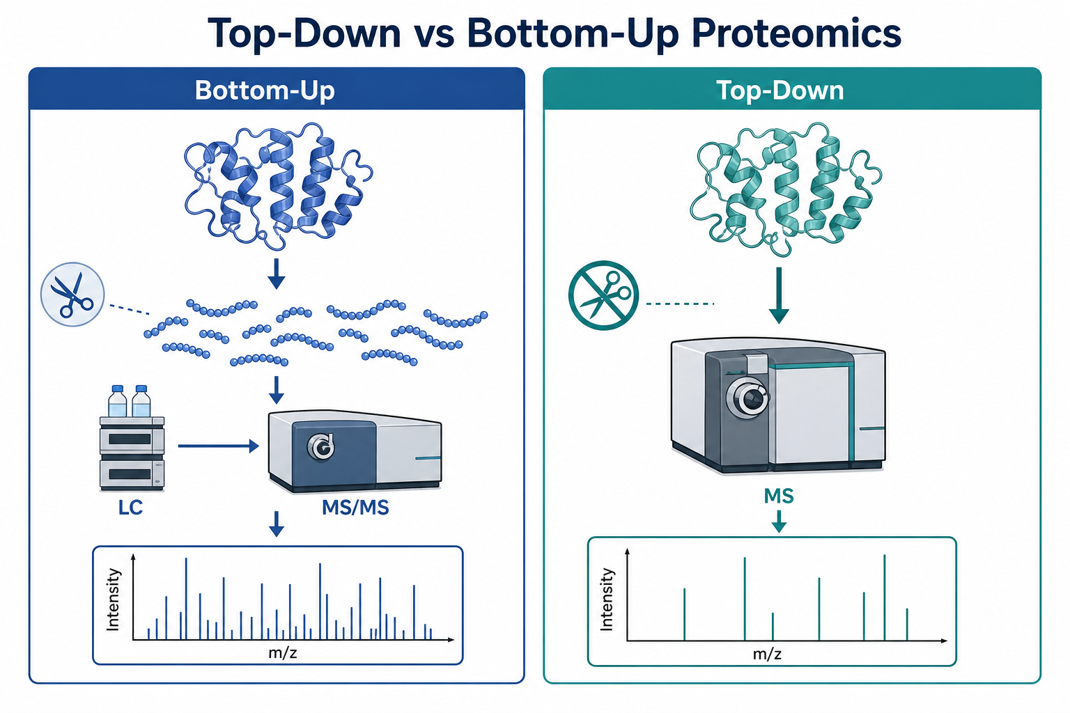 Comparison of top-down and bottom-up proteomics across analyte size, throughput, protein inference, and reporting focus Comparison of top-down and bottom-up proteomics across analyte size, throughput, protein inference, and reporting focus