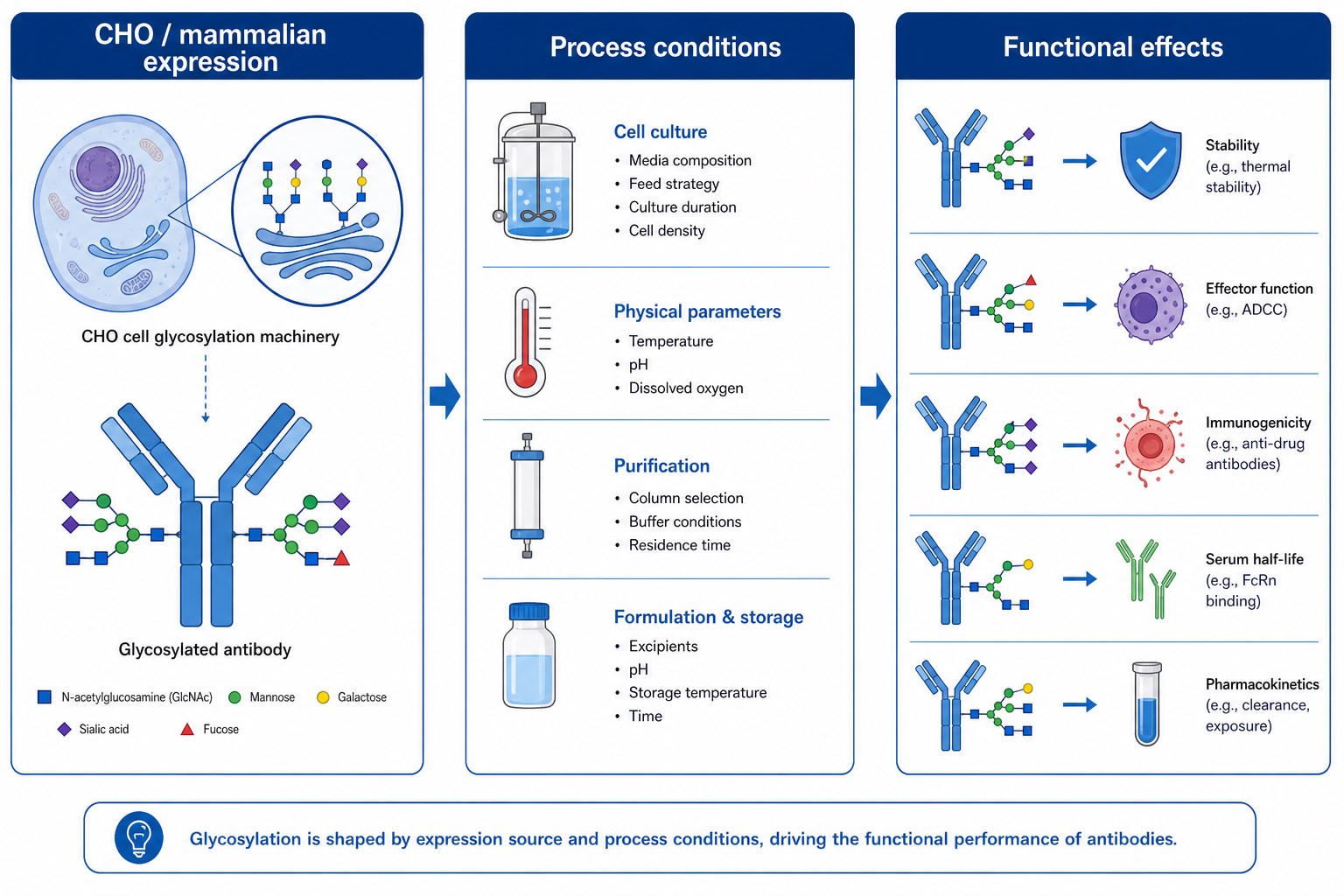 Factors that influence antibody glycosylation including expression system process conditions and resulting functional effects Factors that influence antibody glycosylation including expression system process conditions and resulting functional effects