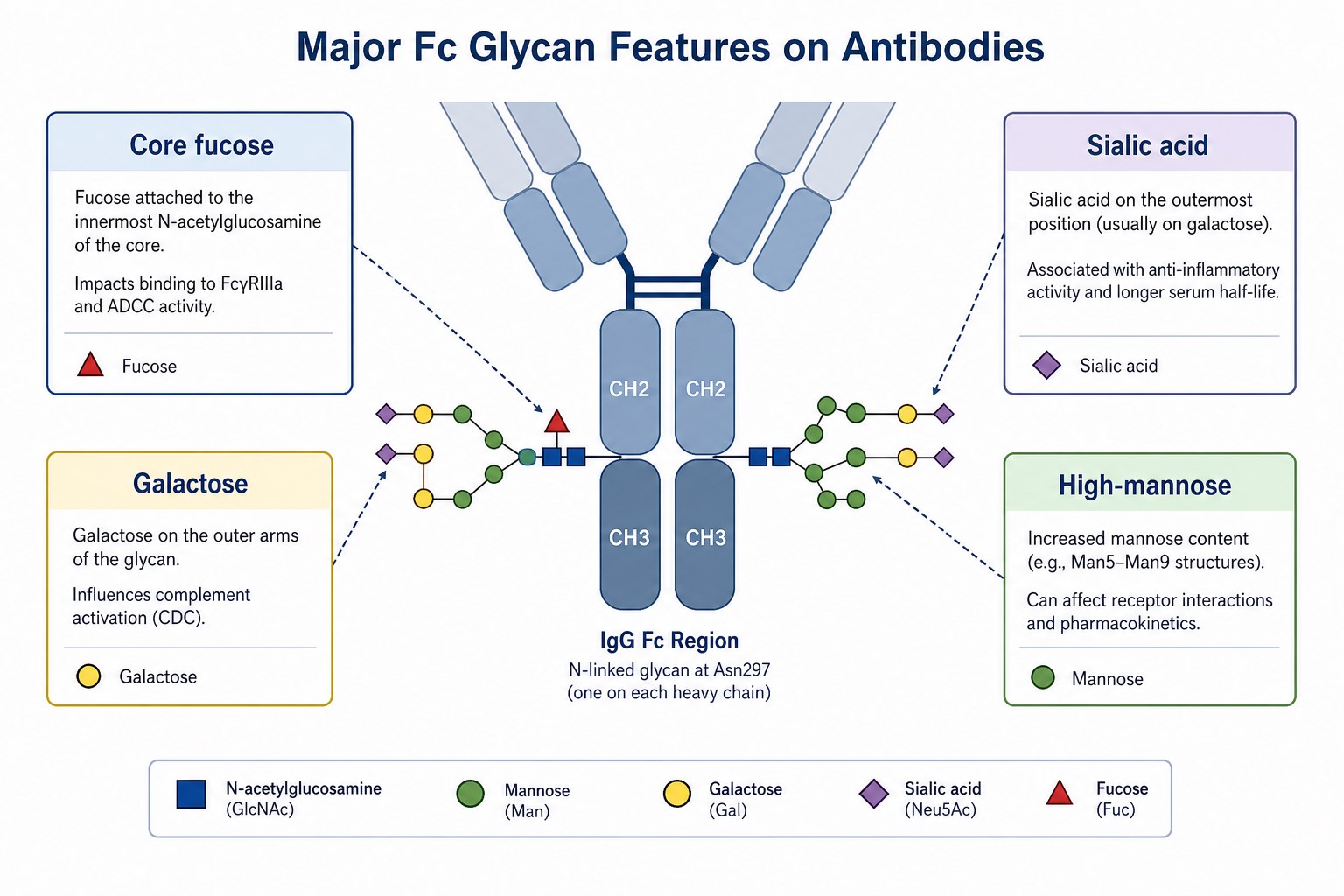 Major Fc glycan attributes on antibodies including core fucose galactose sialic acid and high-mannose content Major Fc glycan attributes on antibodies including core fucose galactose sialic acid and high-mannose content