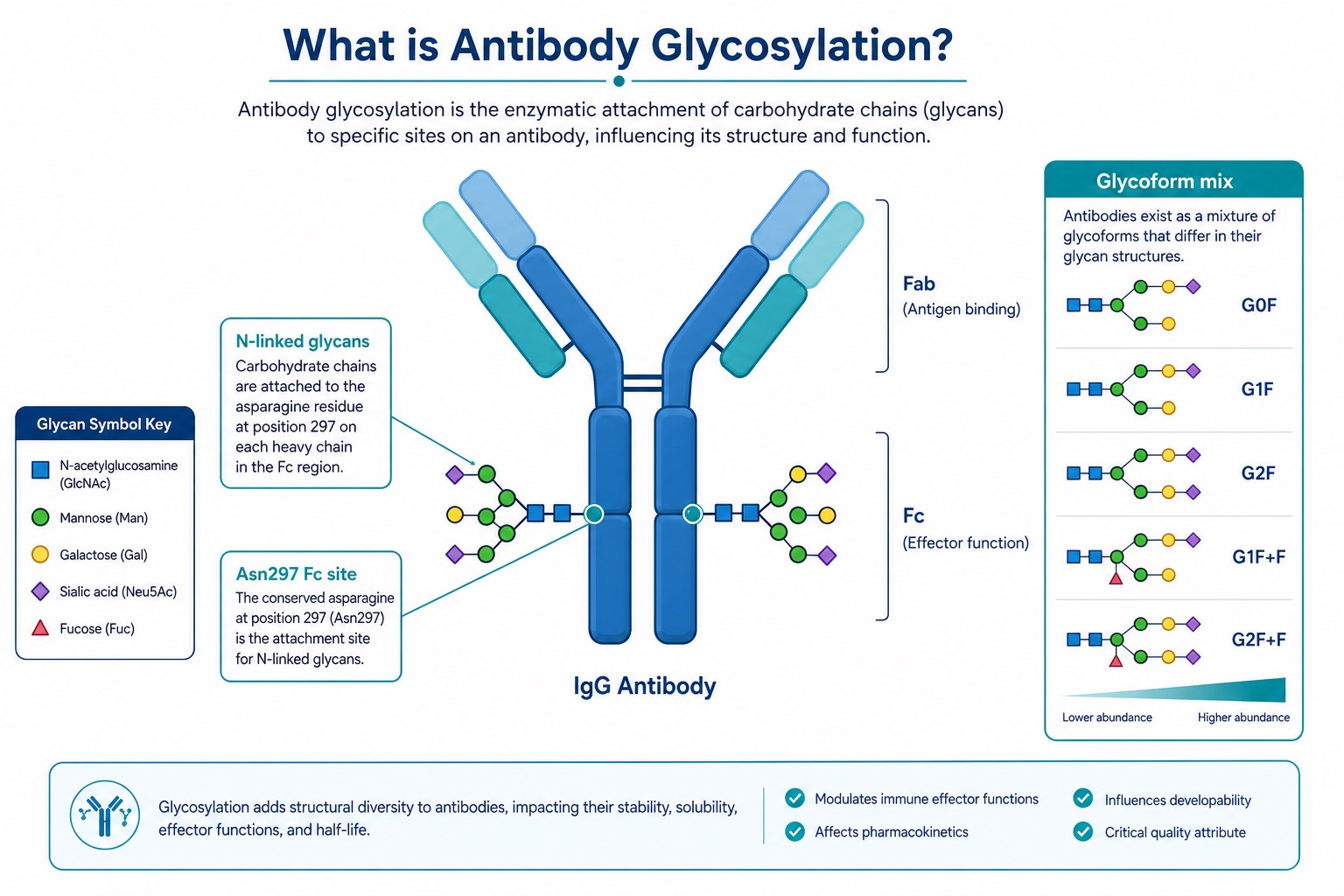 Overview of antibody glycosylation showing N-linked glycans on the Fc region at Asn297 and glycoform heterogeneity on IgG molecules Overview of antibody glycosylation showing N-linked glycans on the Fc region at Asn297 and glycoform heterogeneity on IgG molecules