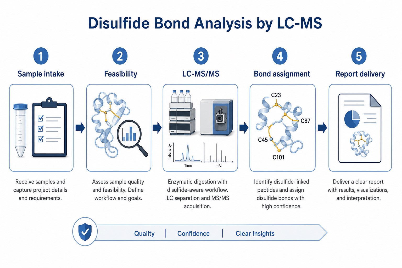 Disulfide bond analysis LC-MS service workflow from sample intake and feasibility through LC-MS/MS bond assignment and report delivery