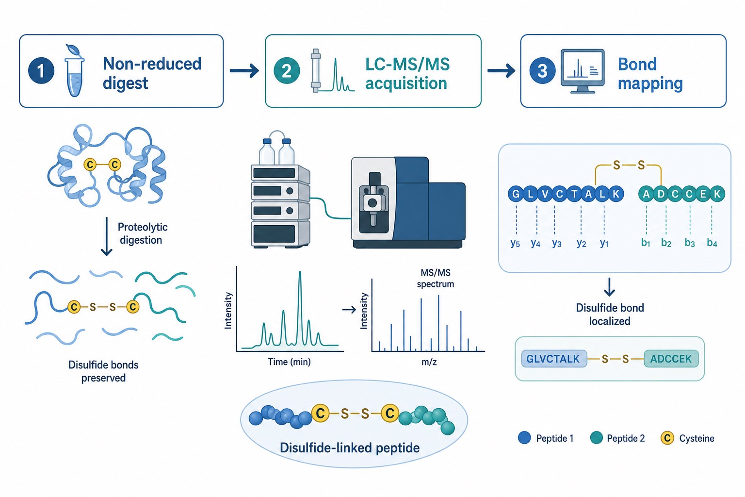 Disulfide bond mapping LC-MS/MS workflow including non-reduced digestion LC-MS/MS acquisition and bond mapping