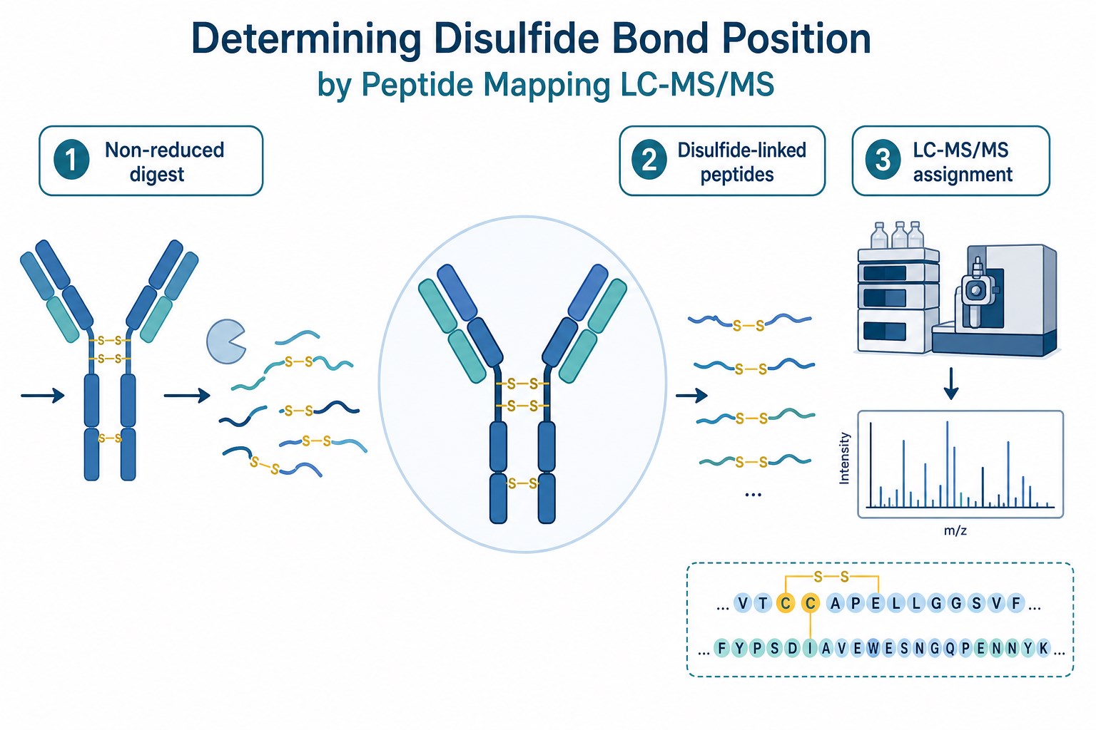 Determining disulfide bond position by peptide mapping with LC-MS/MS using non-reduced digestion disulfide-linked peptides and spectral assignment