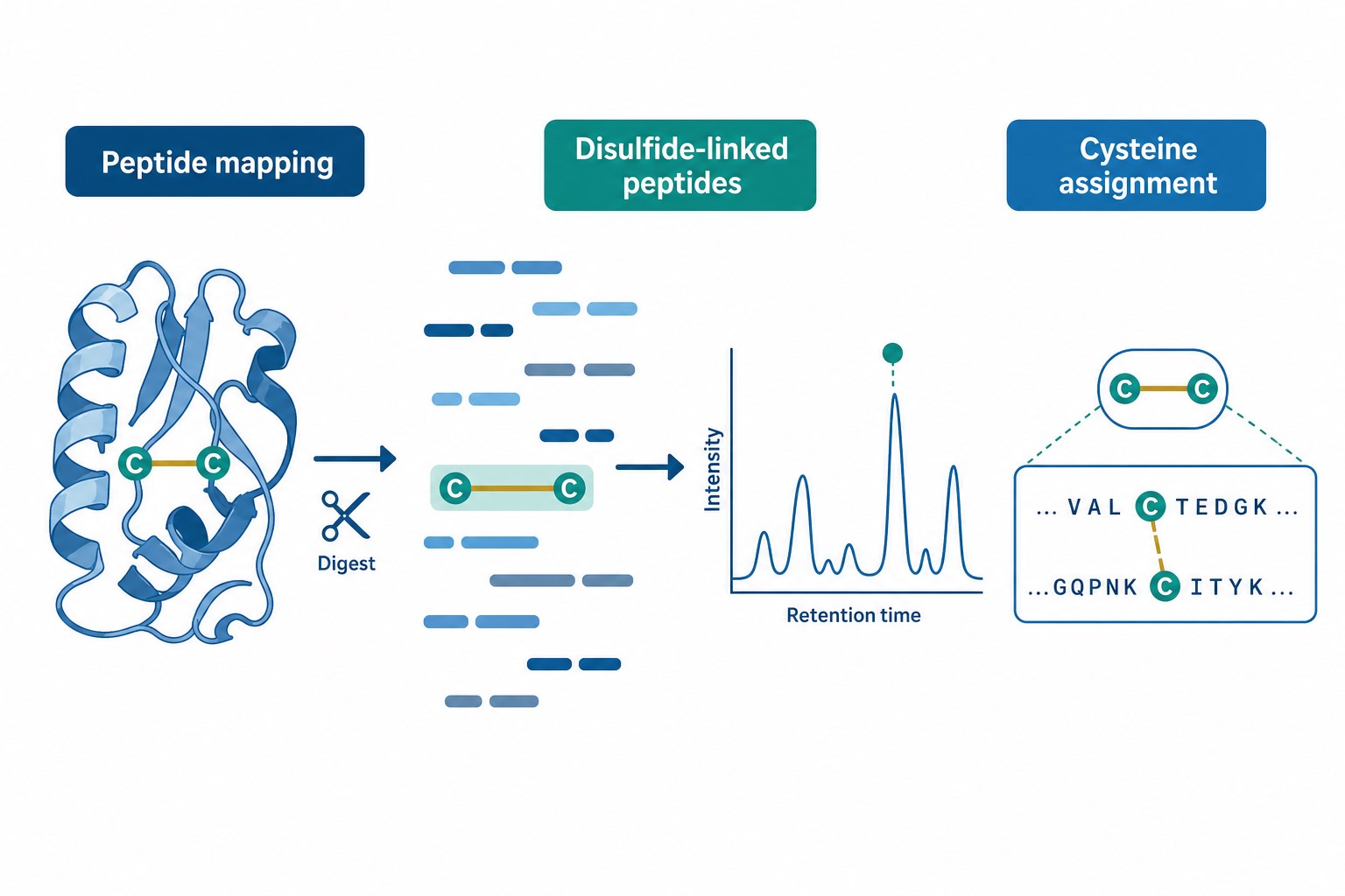 Determining disulfide bond position by peptide mapping through detection of disulfide-linked peptides and cysteine pair assignment