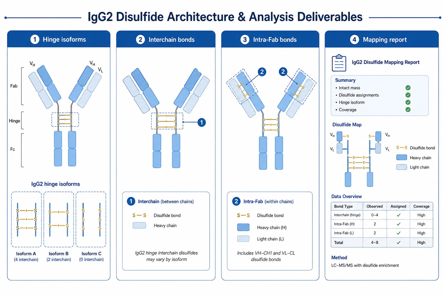 IgG2 monoclonal antibody disulfide architecture and analysis deliverables including hinge isoforms interchain bonds and mapping report