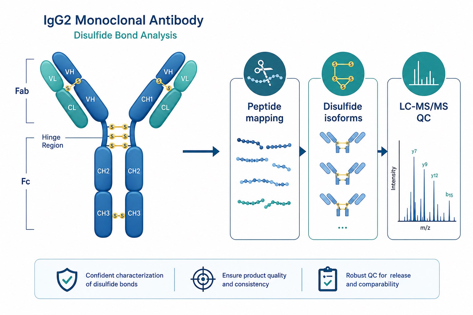 Confident peptide mapping and disulfide bond analysis of IgG2 monoclonal antibody combining sequence mapping disulfide isoform review and LC-MS/MS QC
