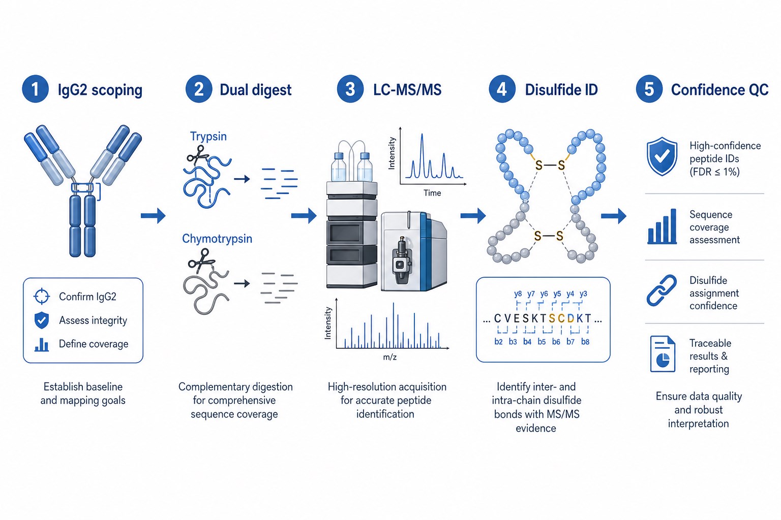 Workflow for confident IgG2 monoclonal antibody peptide mapping and disulfide bond analysis from scoping through dual digest LC-MS/MS and confidence QC