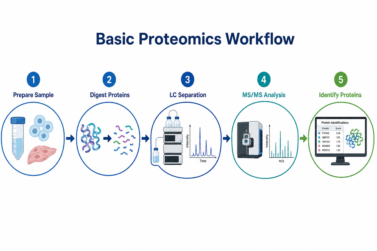 Basic five-step workflow in mass spectrometry-based proteomics from sample preparation through digestion LC-MS/MS and protein identification